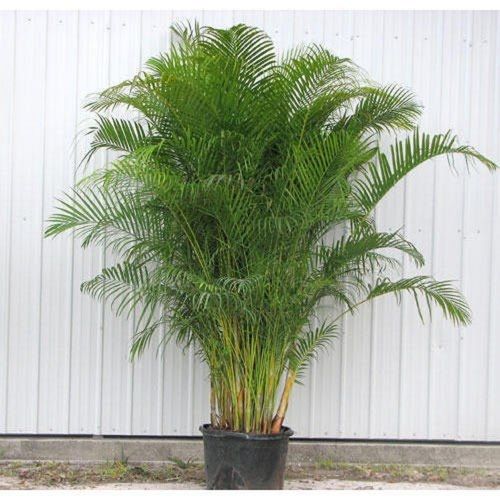 Dypsis Lutescens Areca Palm Tree