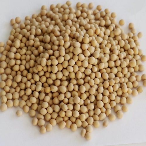 Top Best Quality Non GMO Soybean