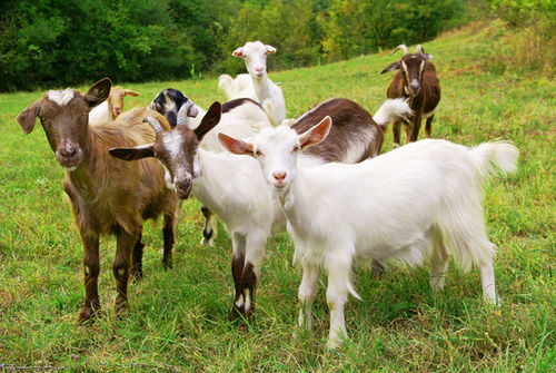 Goat Farming Services By new