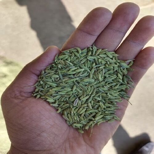 Healthy And Natural Dried Green Fennel Seeds