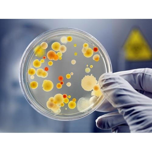 Microbiology Testing Service By Pollucon Laboratories P.Ltd