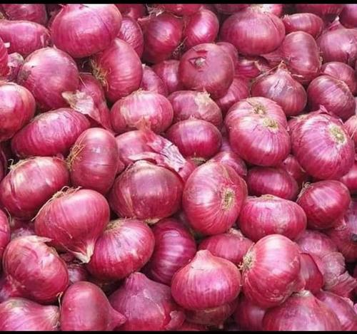 Red Fresh Organic Onion