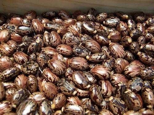 100% Organic Castor Seeds