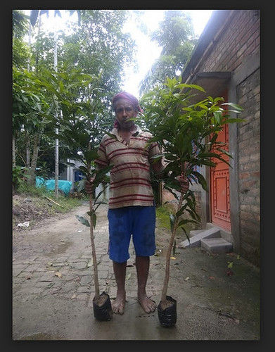 Easy To Grow Mango Plant (5 Ft)