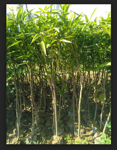 Full Sun Exposure Mango Plant (4 Ft)
