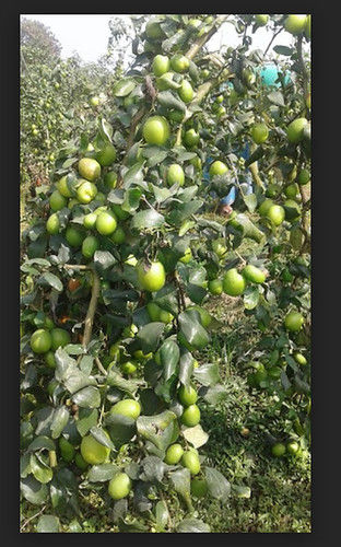 Green Apple Ber Plant