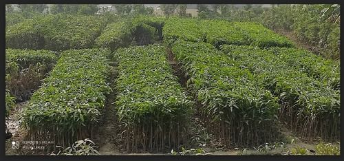 Green Mango Plant (3 Ft)