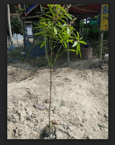 Green Mango Plant (4 Ft)