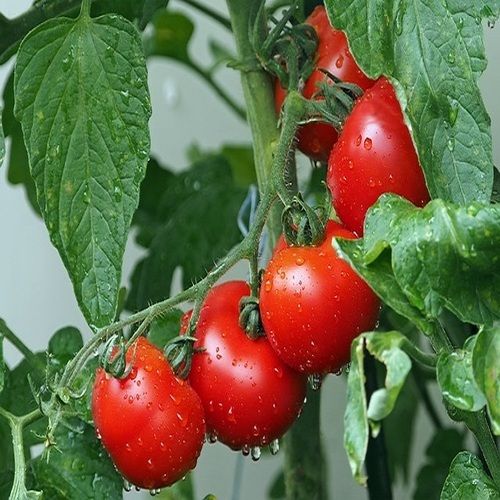 Healthy and Natural Fresh Red Tomato