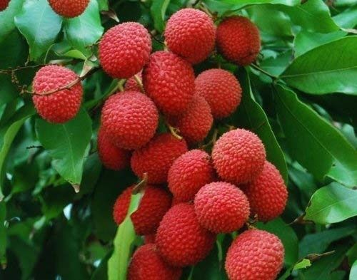 Red Organic Farm Fresh Litchi