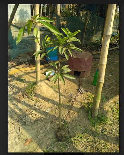 Portable Mango Plant (4 Ft)