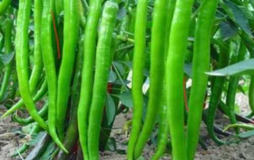 Preserved 100% Pure Hot Spicy A Grade Hygienic Packing Farm Fresh Green Chilli