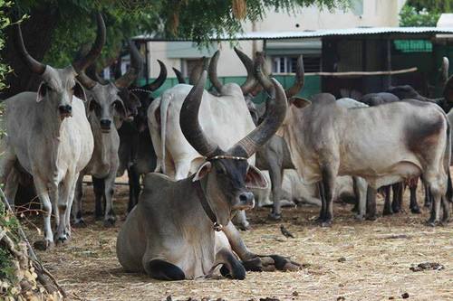 Kankrej Cow