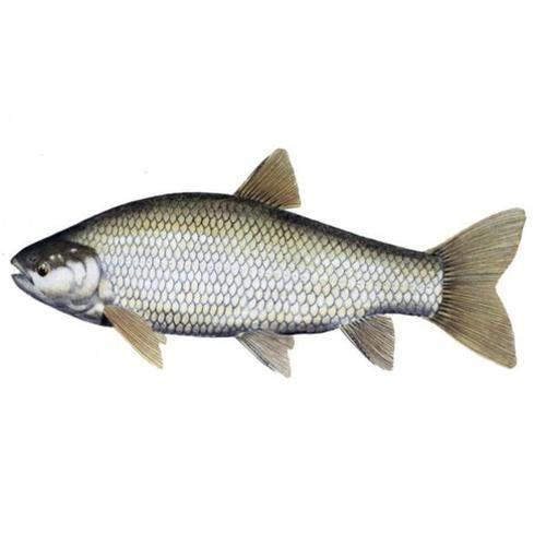 Grass Carp (Carp family)