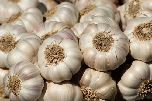 Natural White Dry Garlics