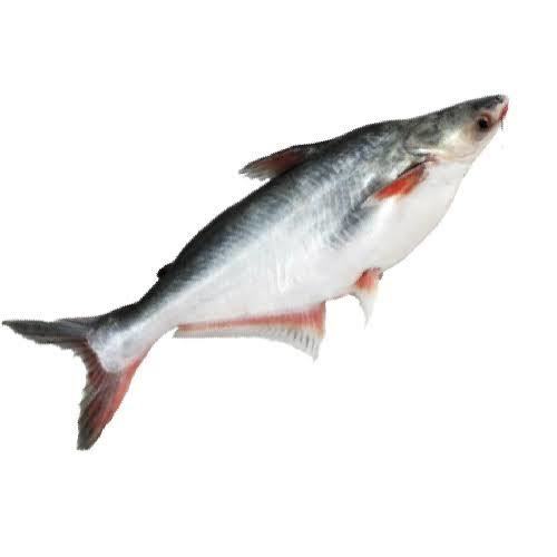 Pangasius (Basa) Fish
