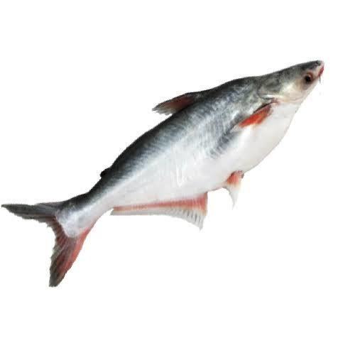 rohu fish