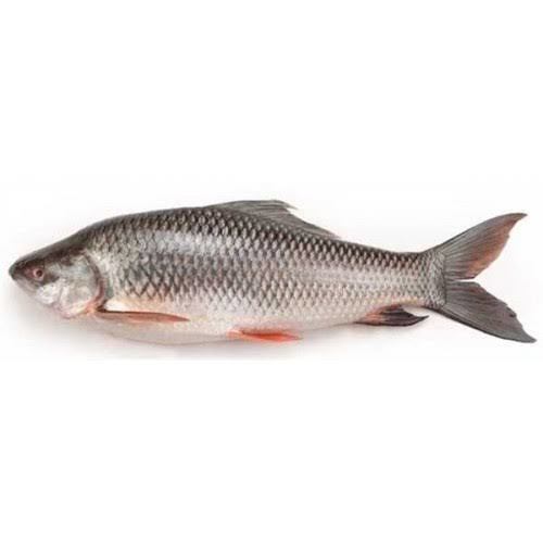 Rohu Fish (Labeo Rohita) Weight: 1-50  Kilograms (Kg)