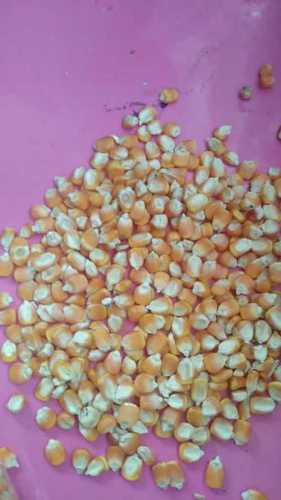 Yellow Maize For Poultry And Animal Feed