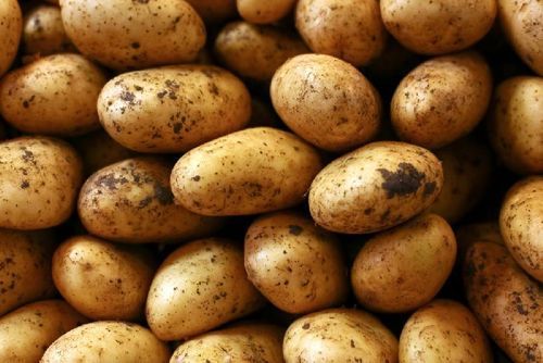 Organic Fresh A Grade Potatoes - Floury Texture, Early Maturing Variety for Cooking and Snacking