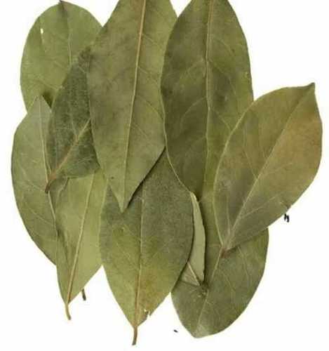 Green Bay Leaf For Cooking