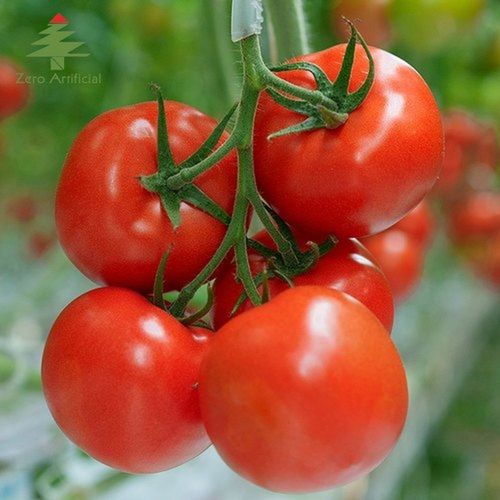 Farm Fresh Indian Red Tomatoes