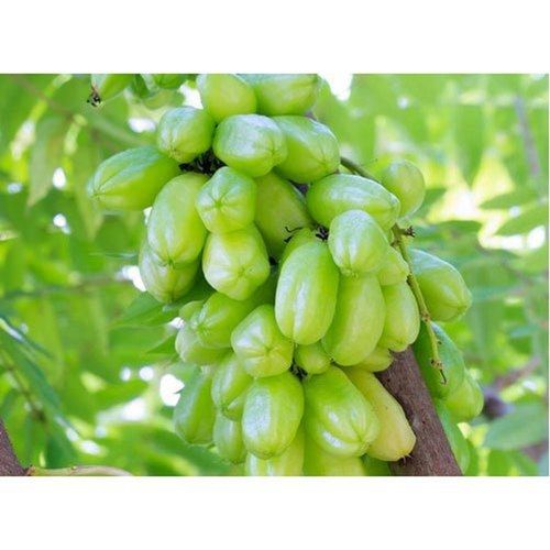Farm Fresh Organic Green Bilimbi Fruit