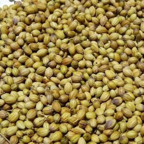 Coriander Seeds Dhaniya - Color: Brown