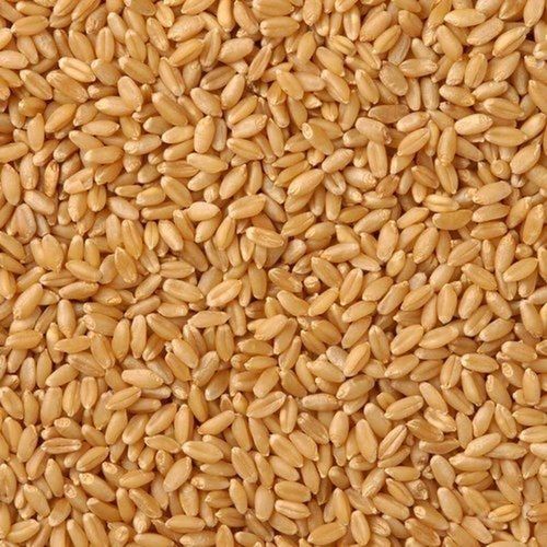 Premium Dried Brown Whole Lokwan Wheat Gehu