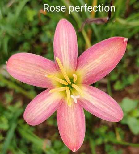 Rain Lily Rose Perfection (Single Petal)