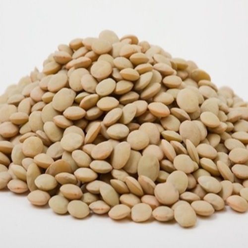 Common Healthy And Natural Dried Brown Lentils