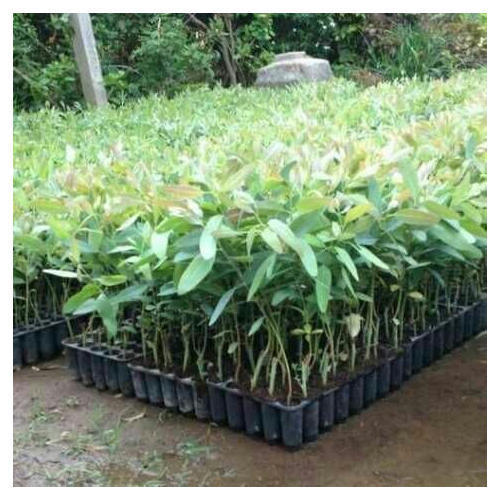 Hybrid Eucalyptus Clone Nilgiri Plant