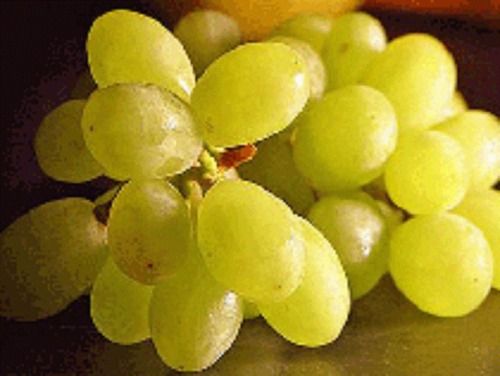 Natural Organic Juicy Green Grapes Angoor Fruit