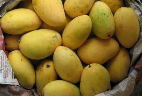 Seasonal Fresh Mango Fruits