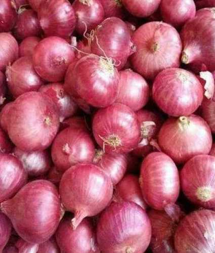 All Size Fresh Onion