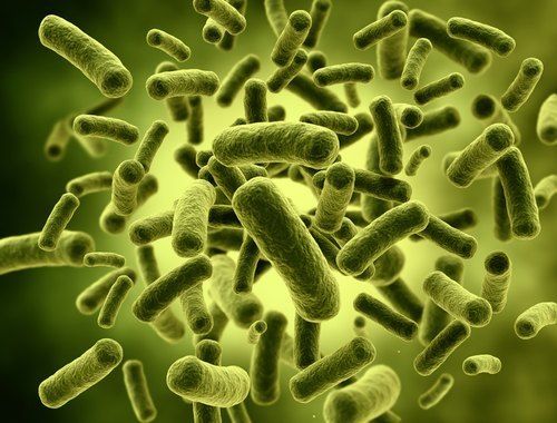 Bifidobacterium Bifidum - Probiotic Strain for Digestive Health, Supports Gut Flora and Immune Function