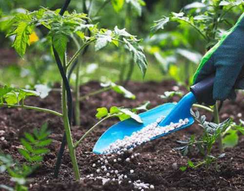 Bio Fertilizer For Plant Growth