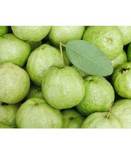 Green Fresh Organic Guava