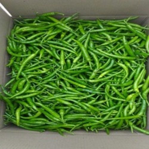 Healthy and Natural Fresh Green Chilli