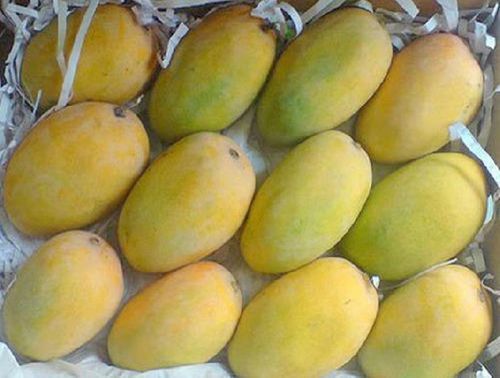 Green & Yellow Healthy And Natural Fresh Kesar Mango