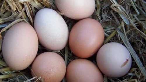Aseel Brown Desi Chicken Eggs