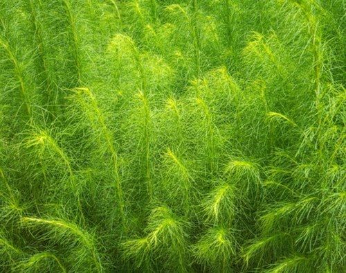Green Hybrid Shatavari Plant