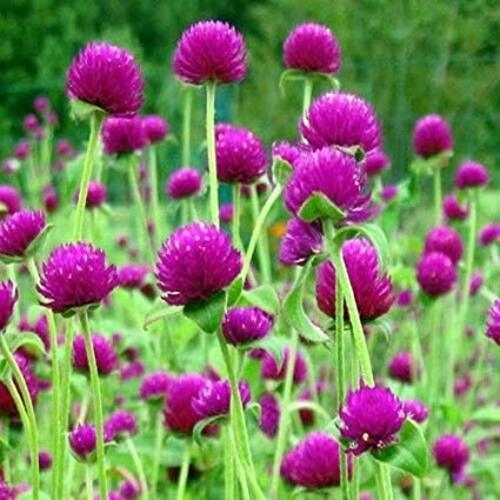 Healthy and Natural Fresh Gomphrena Globosa Flower