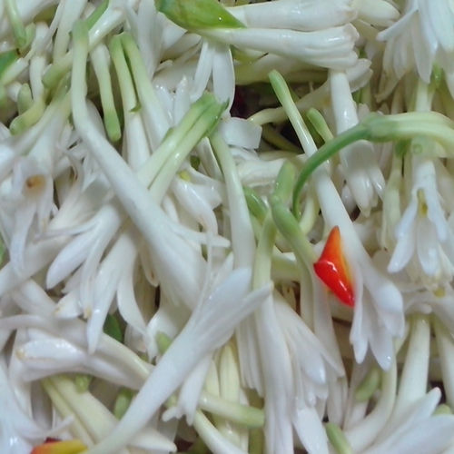 White Healthy And Natural Fresh Tuberose Flower