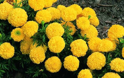 Healthy And Natural Fresh Yellow Marigold Flowers Size: 4 Inch