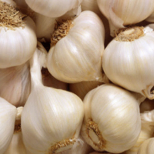 Healthy and Natural Organic Fresh Garlic