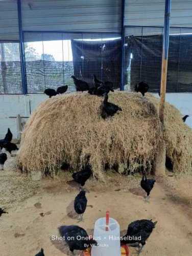 Natural Pure Black Kadaknath Chicken