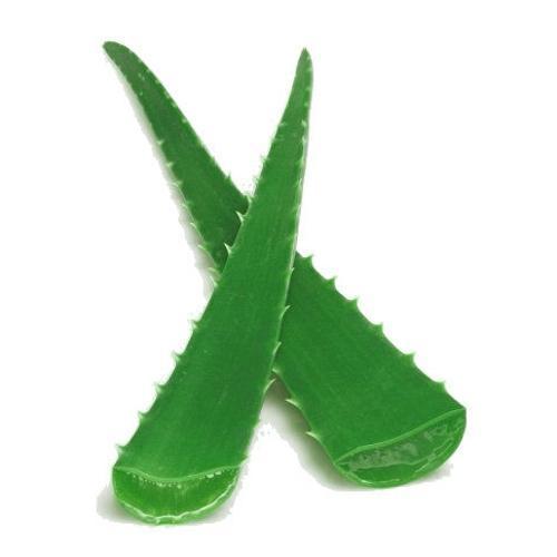 Herbal Aloe Vera Leaf