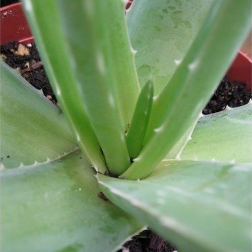 Natural Aloe Vera Plant