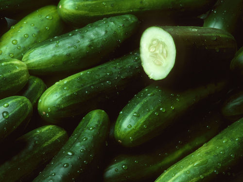 Healthy and Natural Green Fresh Cucumber